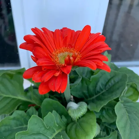 Dom wakacyjny Le Pigeonnier Le Verdier (Tarn)